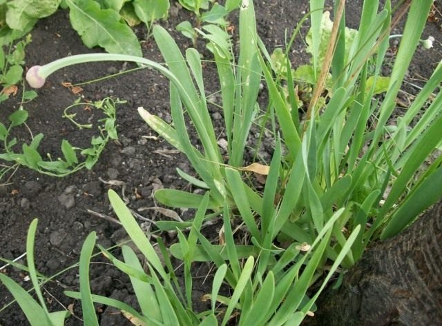 Лук-слизун или Лук поникающий (Allium nutans) Лук-слизун или Лук поникающий (Allium nutans)