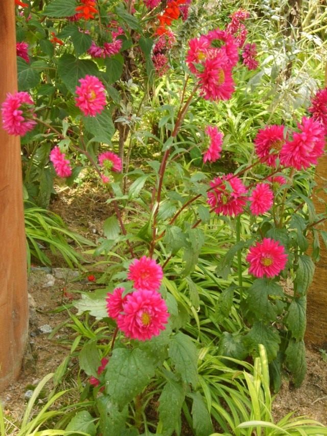 Астра садовая (Aster) Астра садовая (Aster)