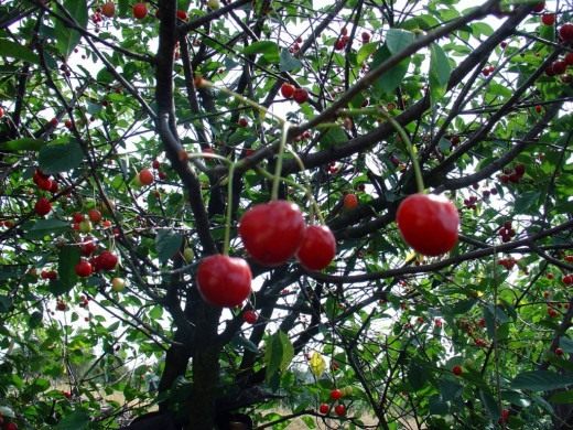 Вишня (Cherry)