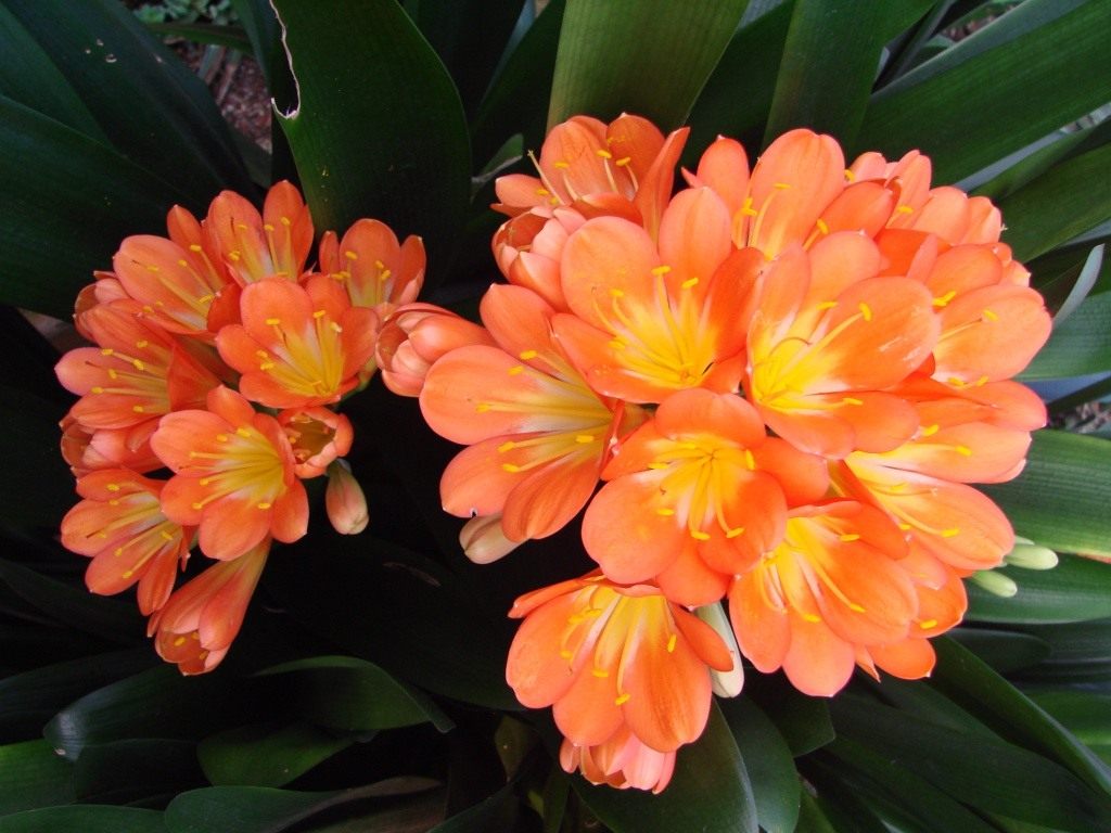Цветущие Луковичные Комнатные Растения Фото