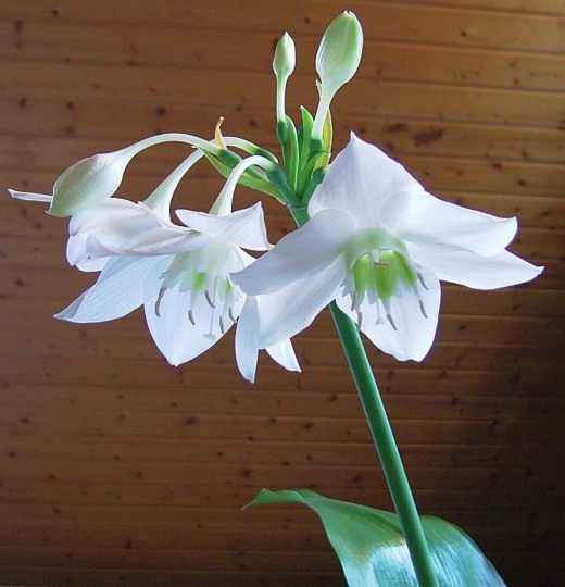 Эухарис (Eucharis)