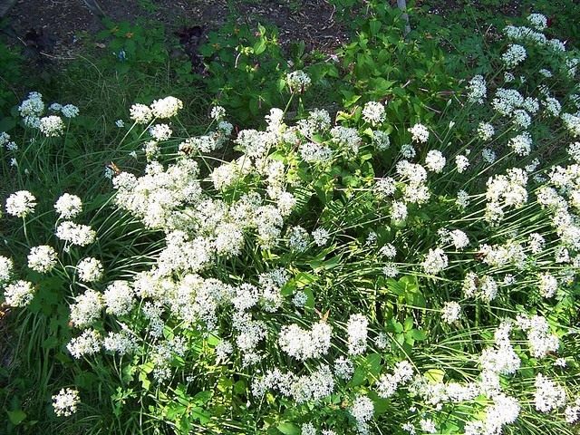 Лук ветвистый, Джусай или Лук душистый (Allium ramosum) Лук ветвистый, Джусай или Лук душистый (Allium ramosum)