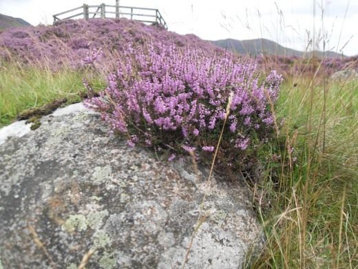 Вереск обыкновенный (Calluna vulgaris) Вереск обыкновенный (Calluna vulgaris)