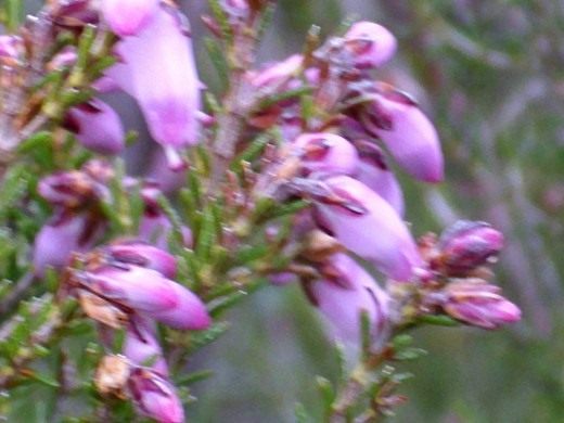 Вереск обыкновенный (Calluna vulgaris) Вереск обыкновенный (Calluna vulgaris)