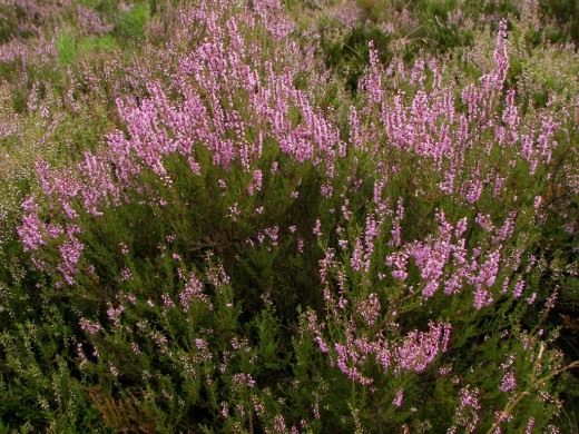 Вереск обыкновенный (Calluna vulgaris) Вереск обыкновенный (Calluna vulgaris)