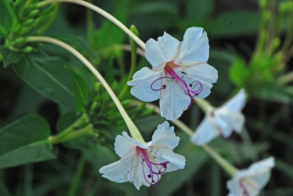 Цветок Мирабилис Фото