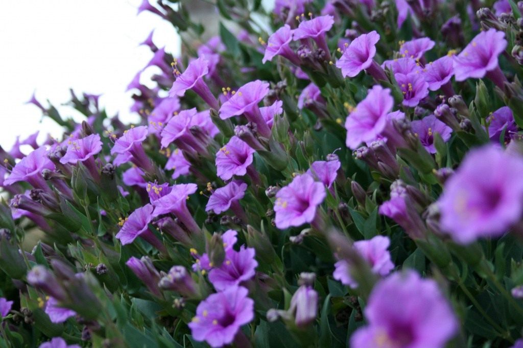 Цветок Мирабилис Фото