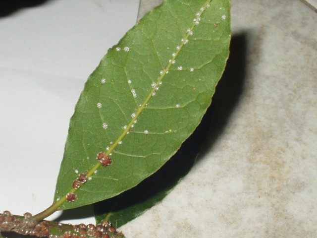 Scale insect2