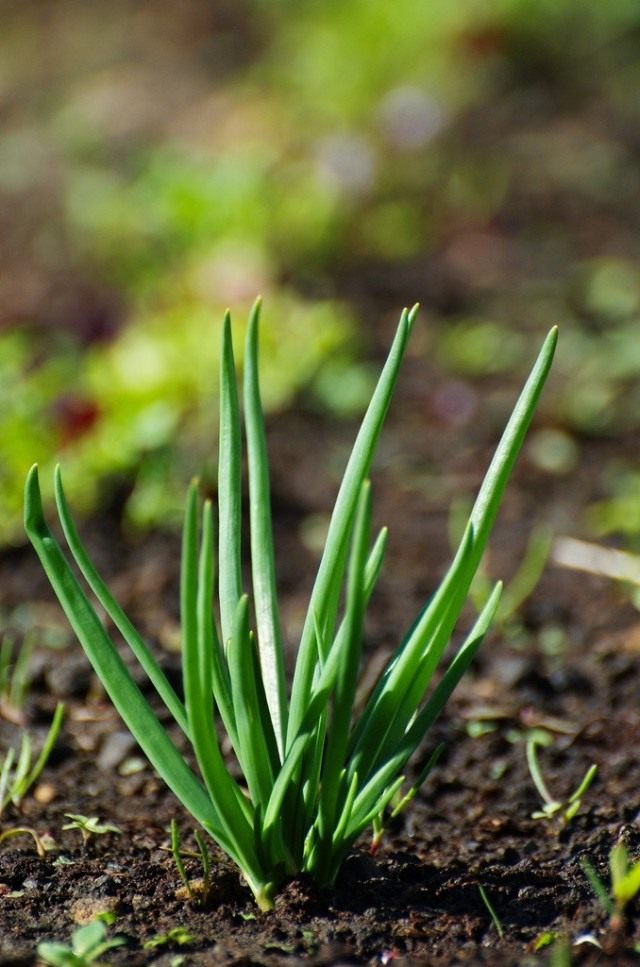 Лук-шалот (Allium ascalonicum)