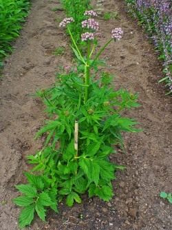 Валериана (Valeriana)