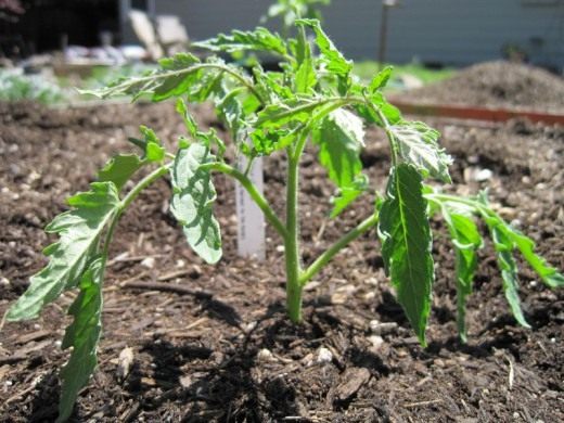 Высаживают томаты в первой и второй декадах мая