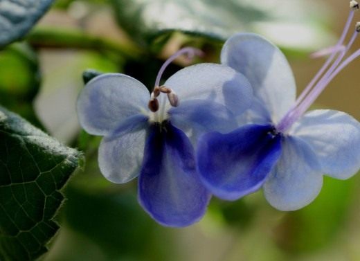 Клеродендрум угандийский (Clerodendrum ugandense)
