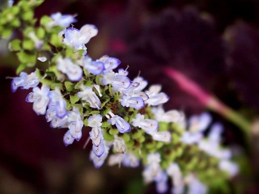 Колеус (Coleus)