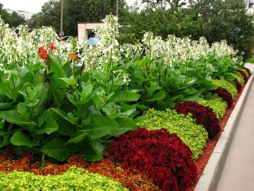 Колеус (Coleus)