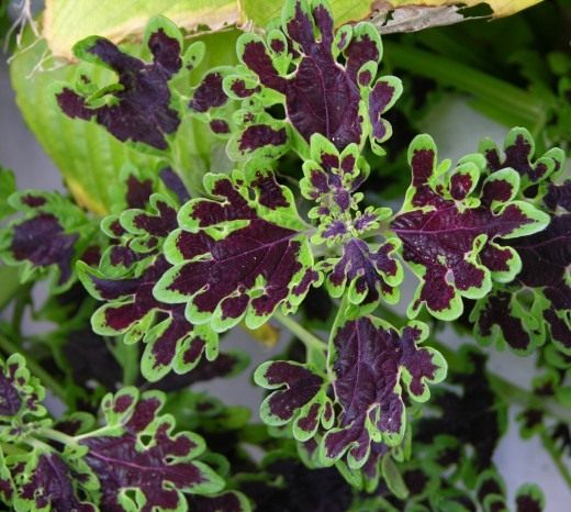 Колеус (Coleus)