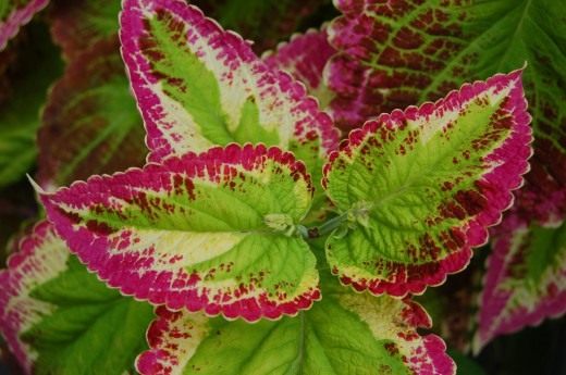 Колеус (Coleus)