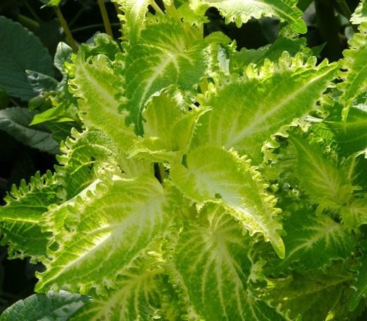 Колеус (Coleus)