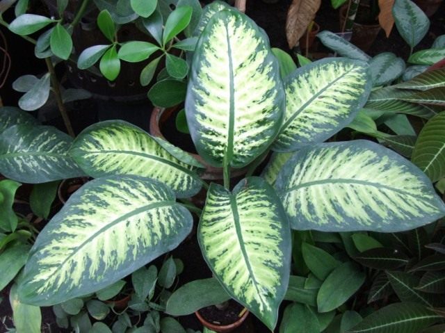 Диффенбахия (Dieffenbachia) Диффенбахия (Dieffenbachia)