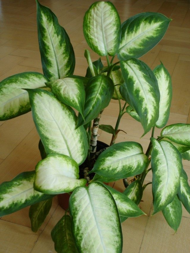 Диффенбахия (Dieffenbachia) Диффенбахия
