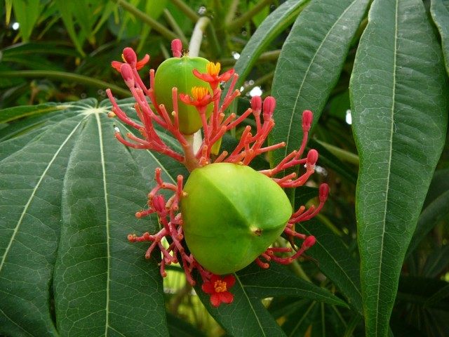 Ятрофа мультифида (Jatropha Multifida) Ятрофа мультифида (Jatropha Multifida)