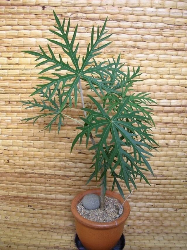 Ятрофа мультифида (Jatropha Multifida) Ятрофа мультифида (Jatropha Multifida)