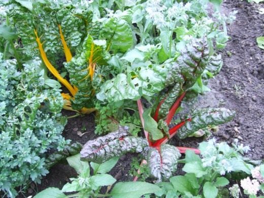 Мангольд (Chard)