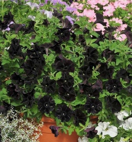 Петуния Черный бархат (Petunia Black Velvet)
