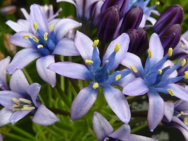 Португальская пролеска, пролеска виноградная (лат. Scilla peruviana) Португальская пролеска, пролеска виноградная (лат. Scilla peruviana)