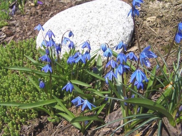 Сибирская пролеска (лат. Scilla siberica) Сибирская пролеска (лат. Scilla siberica)