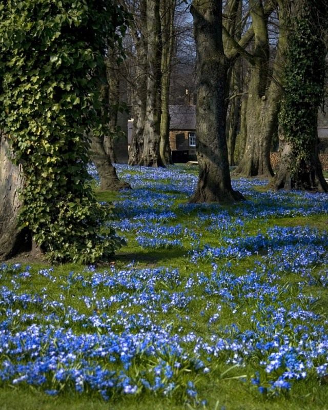 Пролеска (лат. Scilla) Пролеска (лат. Scilla)