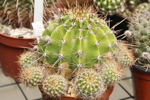 Кактус (Cactaceae) Кактус (Cactaceae)