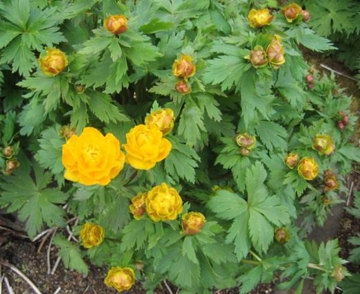 Купальница азиатская, или огонёк азиатский (Asian Globeflower)