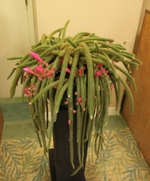 Дизокактус плетевидный или Дизокактус флагеллиформис (Disocactus flagelliformis)