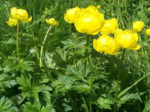 Купальница европейская (Globe-flower)
