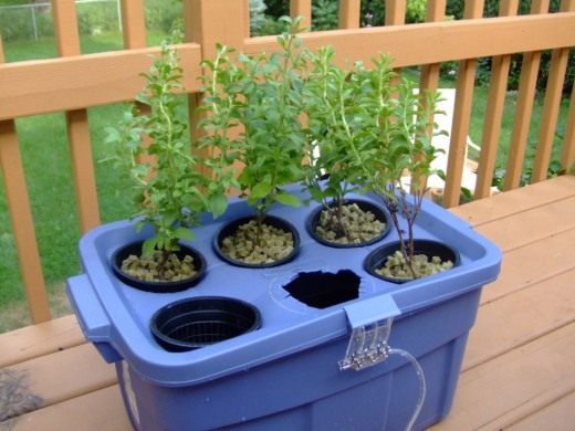 Гидропонное выращивание (Hydroponic growing)