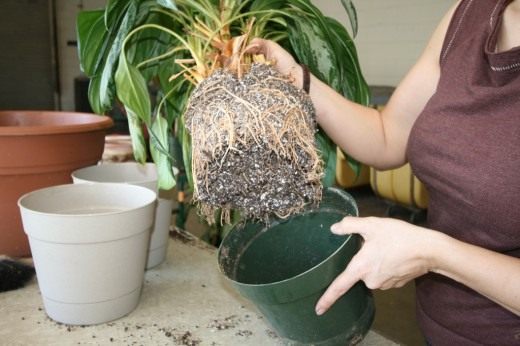 Пересадка комнатных растений (Transplanting houseplants)