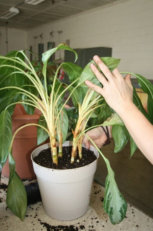 Пересадка комнатных растений (Transplanting houseplants)