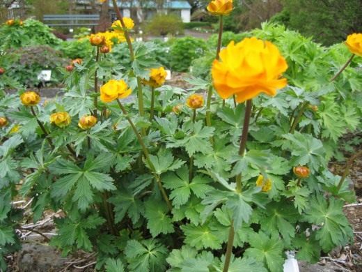Купальница алтайская, или огонёк алтайский (Trollius altaicus)