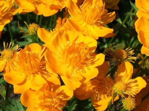 Купальница китайская (Trollius chinensis)