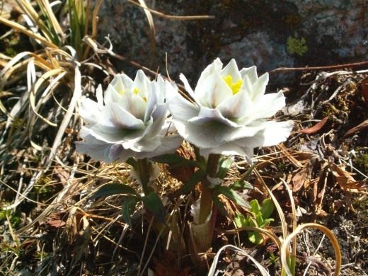 Купальница лиловая, или огонёк голубой, или гегемона (Trollius lilacinus)