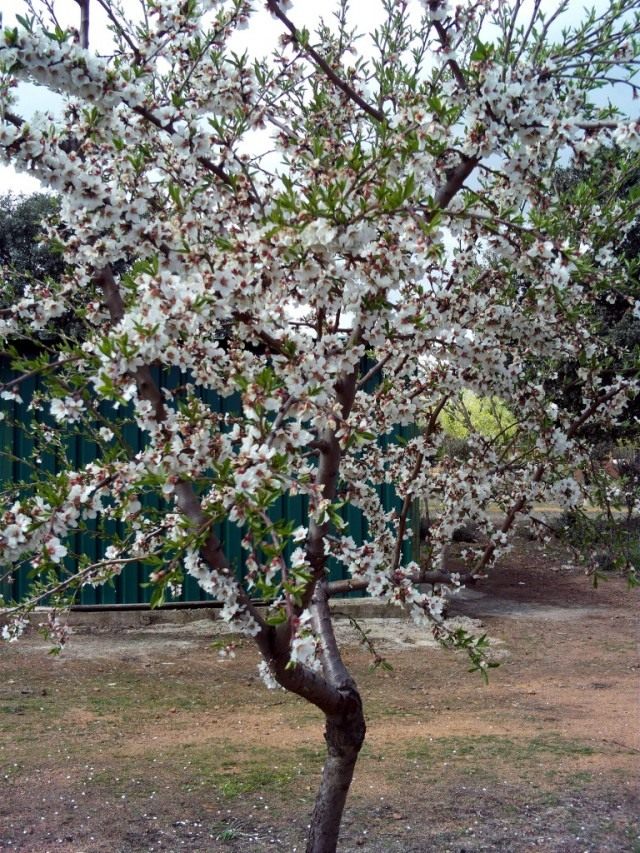 Миндальное дерево (Prunus dulcis) Миндальное дерево (Prunus dulcis)