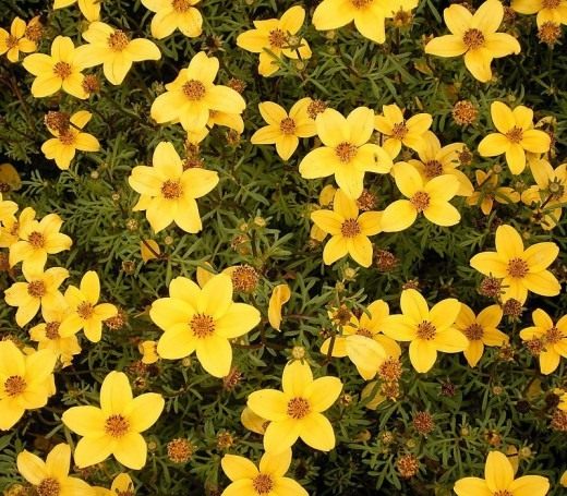 Череда ферулолистная (Bidens ferulifolia)