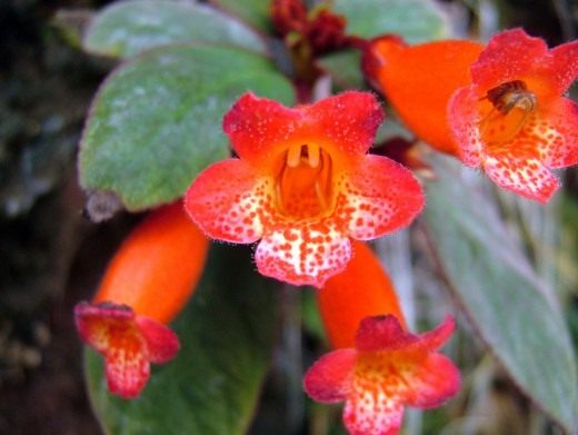 Эписция (Episcia) Эписция (Episcia)