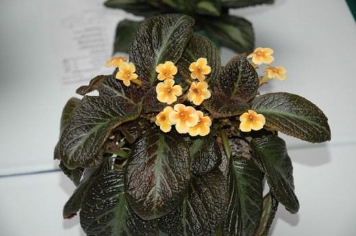 Эписция (Episcia) Эписция (Episcia)