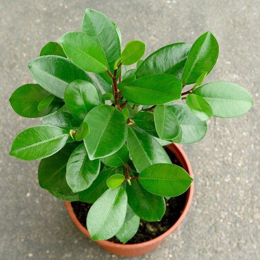 Фикус (Ficus)