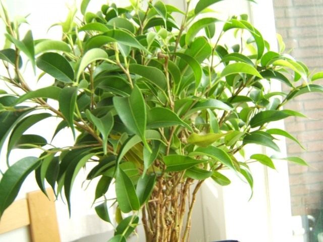 Фикус Бенджамина (Ficus benjamina) Фикус Бенджамина (Ficus benjamina)