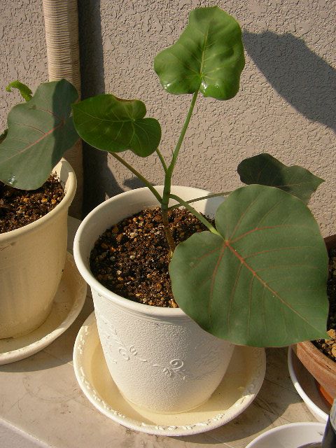 Фикус (Ficus)