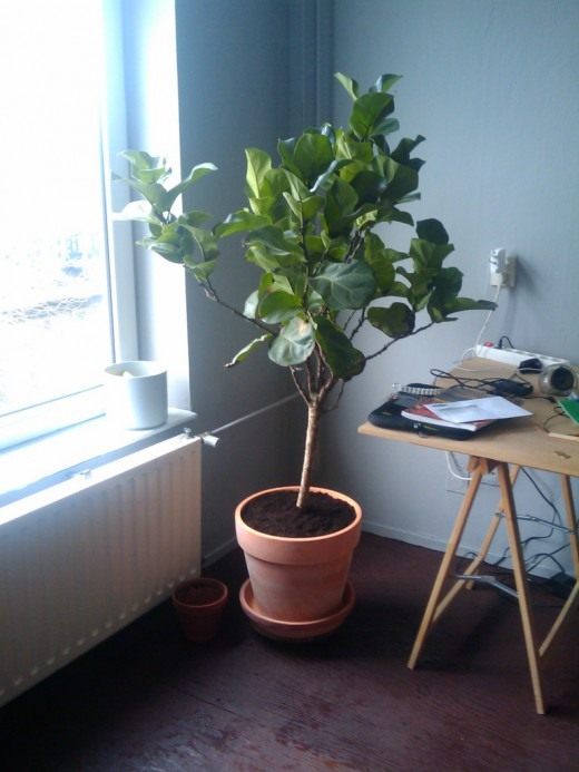 Фикус (Ficus)