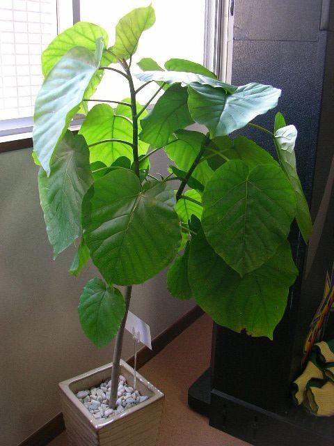 Фикус (Ficus)