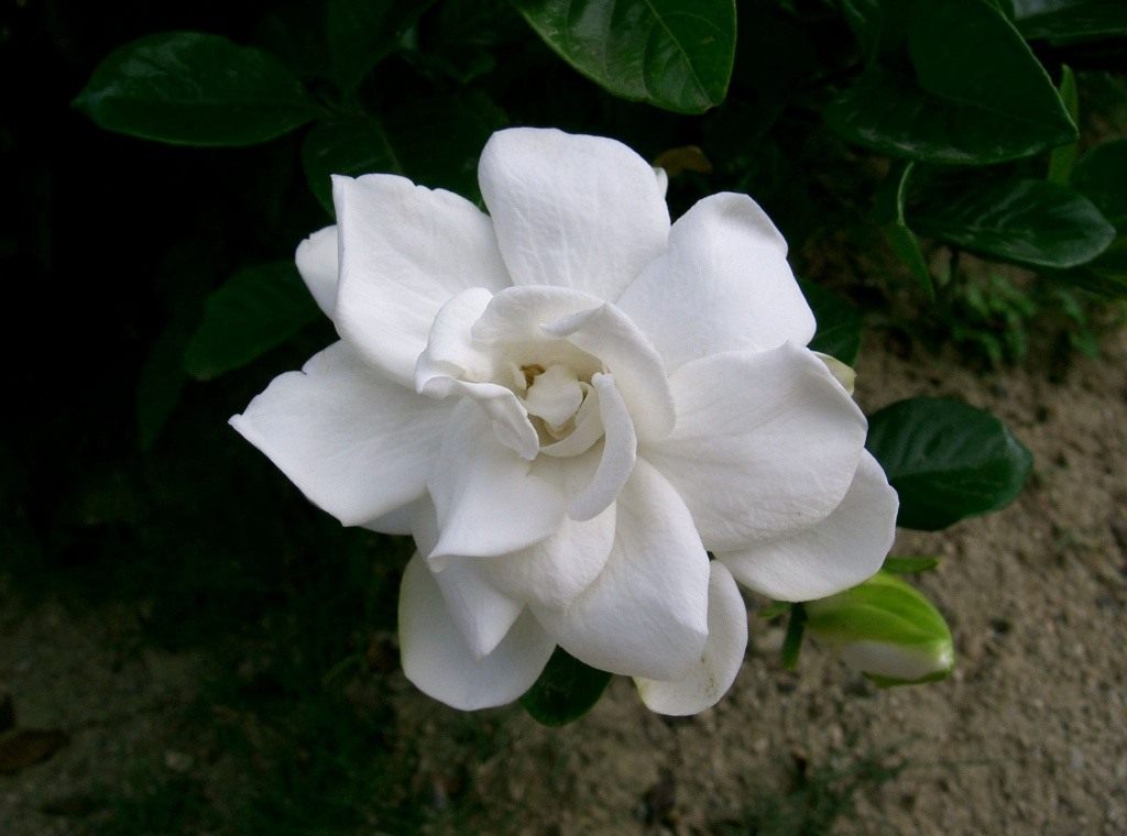 Цветок Гардения Фото